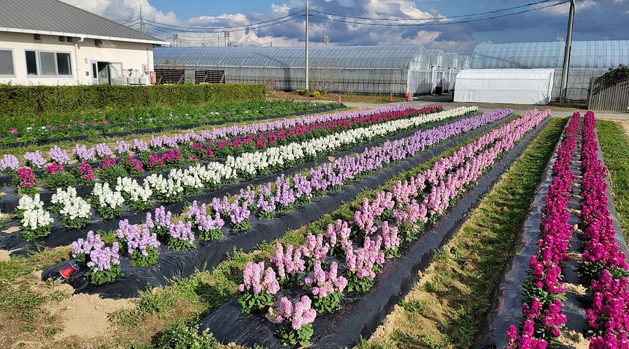 🌸 꽃의 바다(하나노우미) 이미지 1